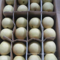 Good Quality of Fresh Crown Pear